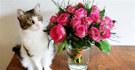 are roses poisonous to animals.